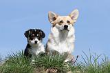 CORGI PEMBROKE 376